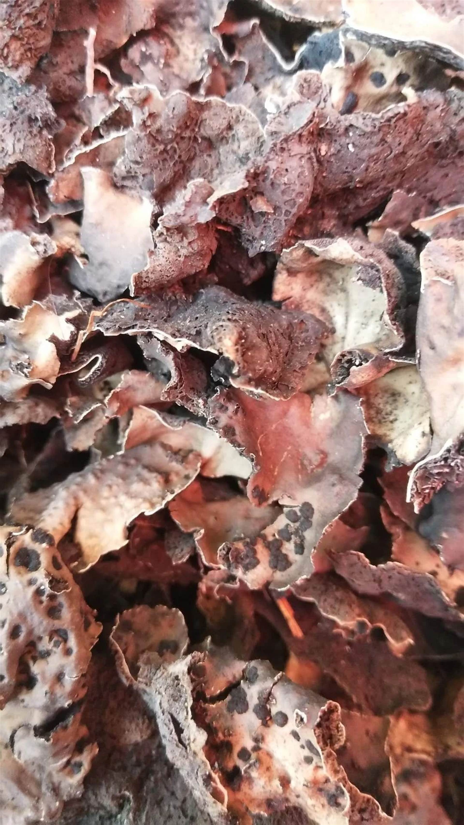 中药材批发石耳石耳的功效