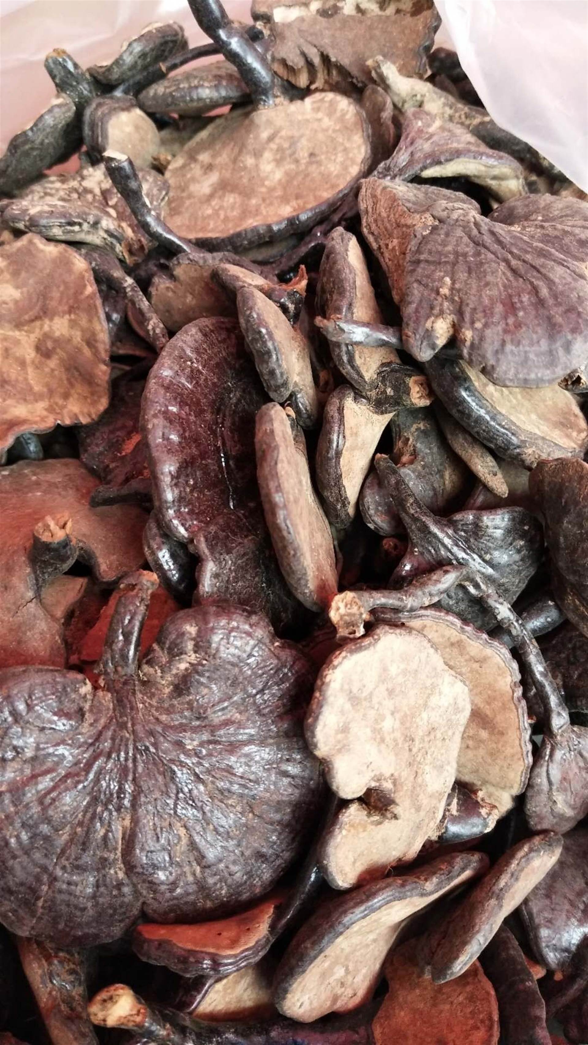 中药材批发芦阳芝   芦阳芝的功效