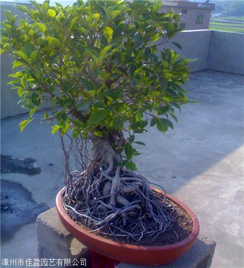 小叶榕价格细叶小叶榕盆景基地直销一手货源