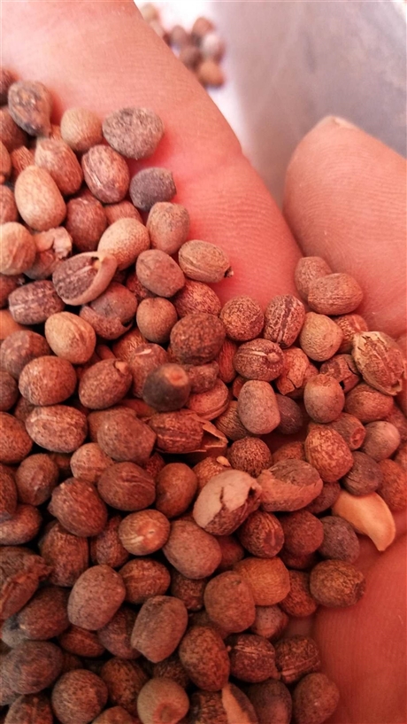 千金子的药用价值 千金子供应大货