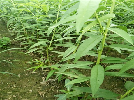 锦绣黄桃苗哪里有卖离骨黄桃苗品种脱骨桃子苗