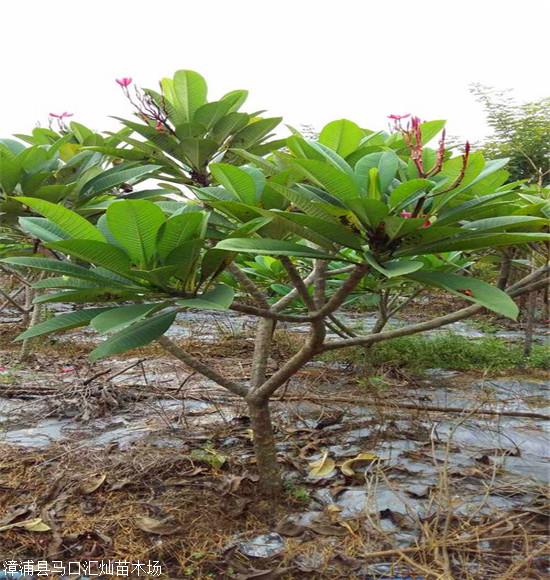 鸡蛋花苗吉林10公分鸡蛋花树量大供应优惠批发