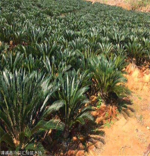 天津铁树小苗苏铁移植苗基地直销