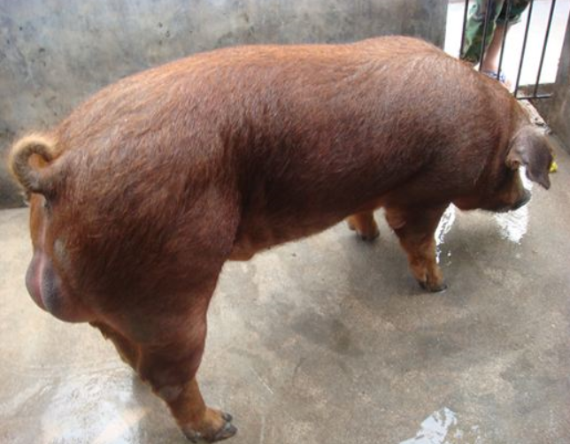 了解湘西50斤大约克公猪报价湘西杜洛克公猪多少钱一头