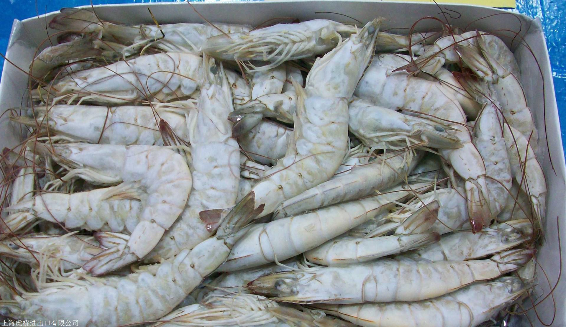 厄尔瓜多北美冻虾图片