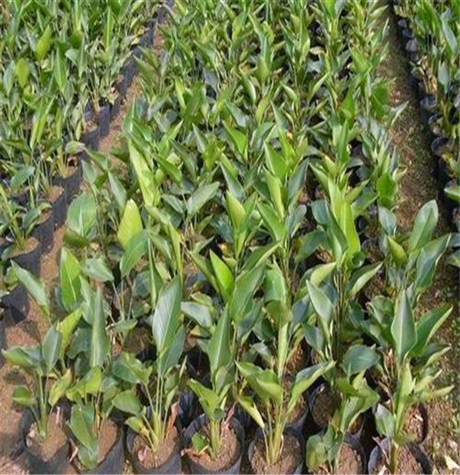 云南鹤望兰小苗鹤望兰价格基地直销一手货源