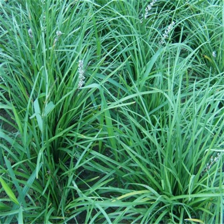 现挖现卖千头菊小苗双色盆千头菊质量放心可靠