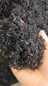 中药材供应黑蚂蚁红蚂蚁