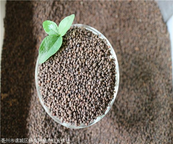 凤仙花籽别名透骨草籽图片询盘留言|主营产品:菊花苗,桔梗种子种苗