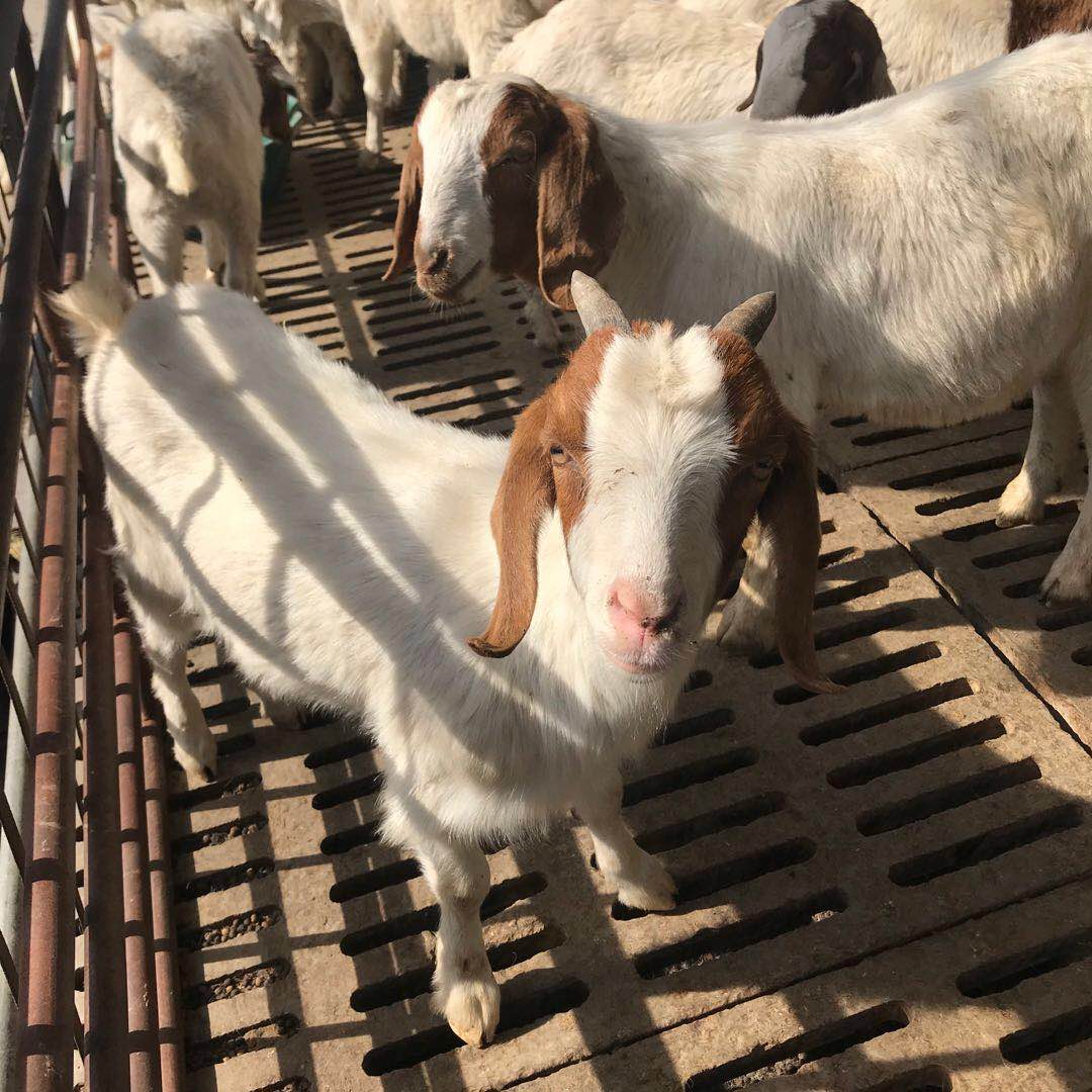 纯种小羊崽批发小羊苗价格种羊苗