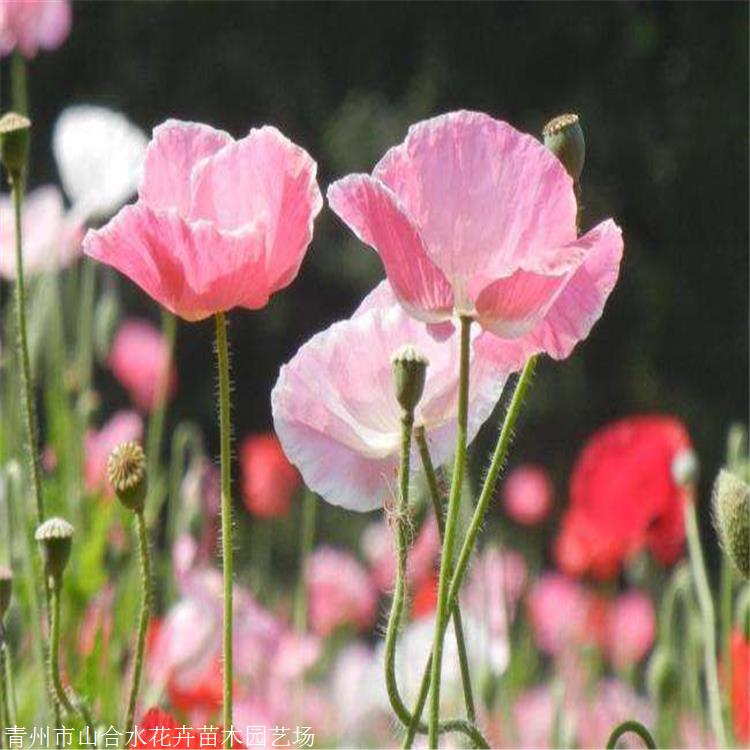 花苗供應 冰島虞美人價格 山合水花卉 虞美人小苗 種植基地