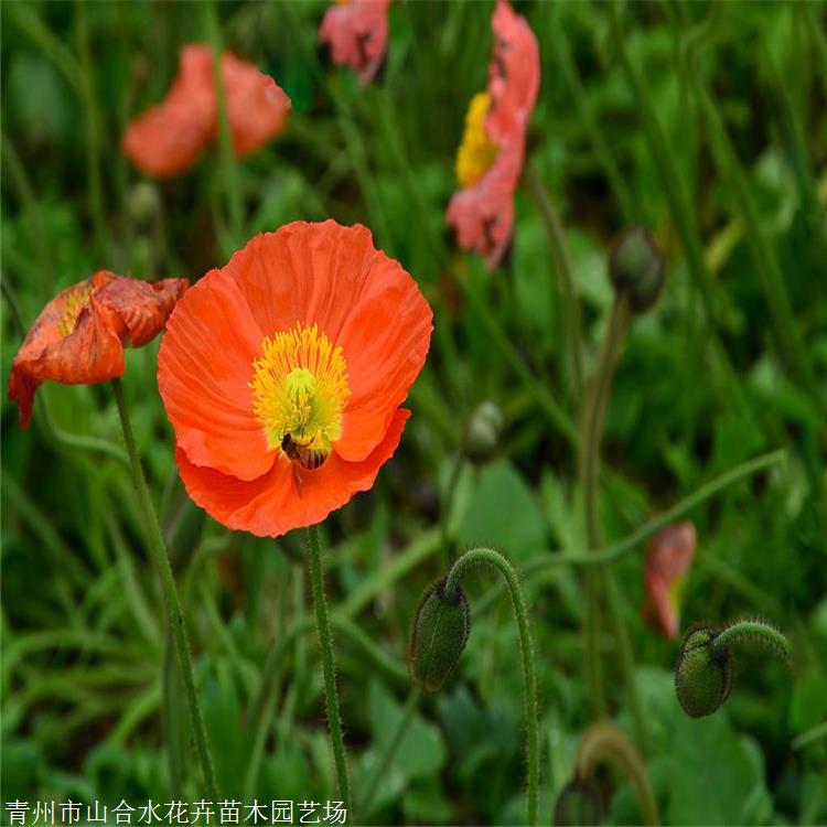 花苗供應 冰島虞美人價格 山合水花卉 虞美人小苗 種植基地