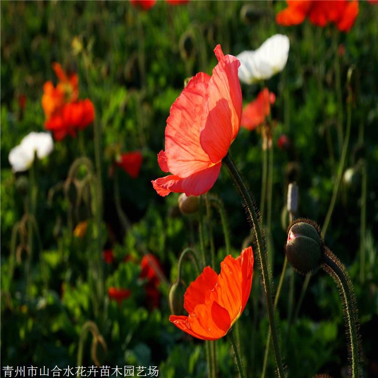 花苗供應(yīng) 冰島虞美人價格 山合水花卉 虞美人批發(fā) 杯苗報價