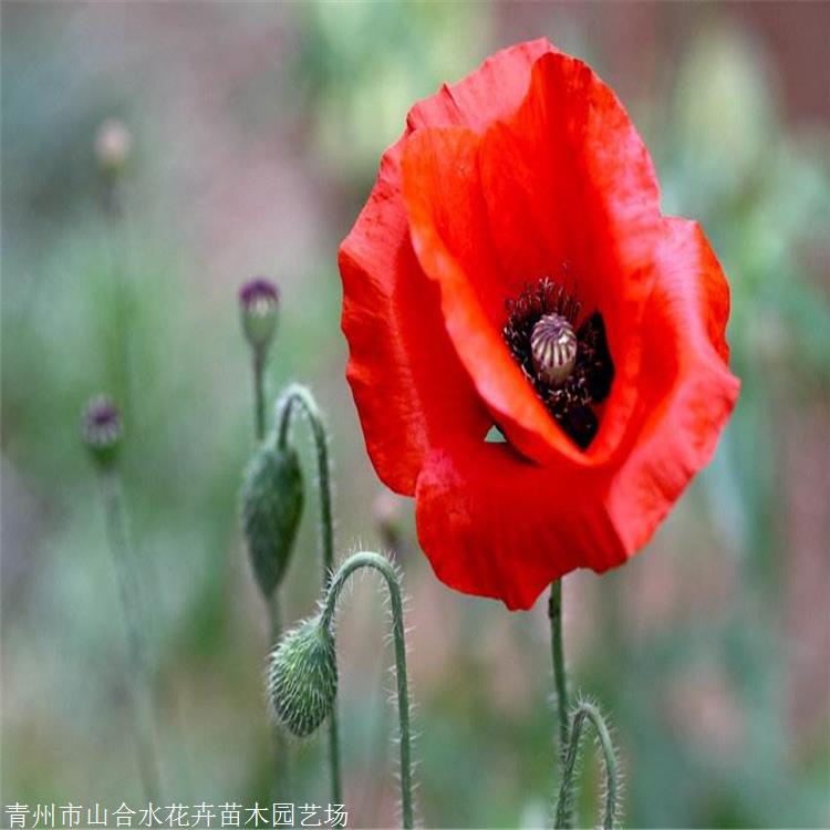 花苗供應 冰島虞美人價格 山合水花卉 虞美人小苗 種植基地