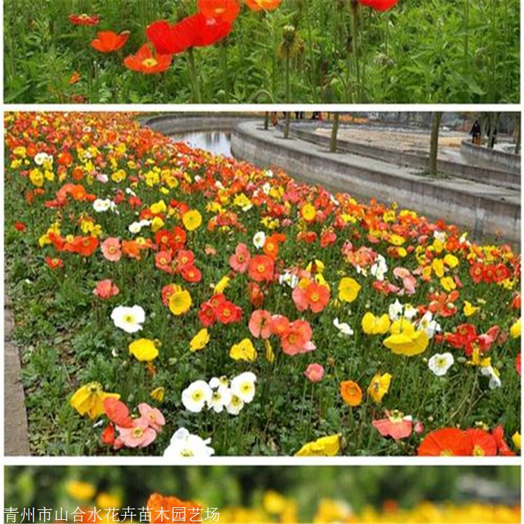 花苗供應(yīng) 冰島虞美人價格 山合水花卉 虞美人批發(fā) 杯苗報價