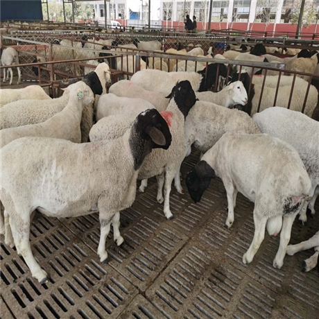 小尾寒羊活体品种好 出售小尾寒羊