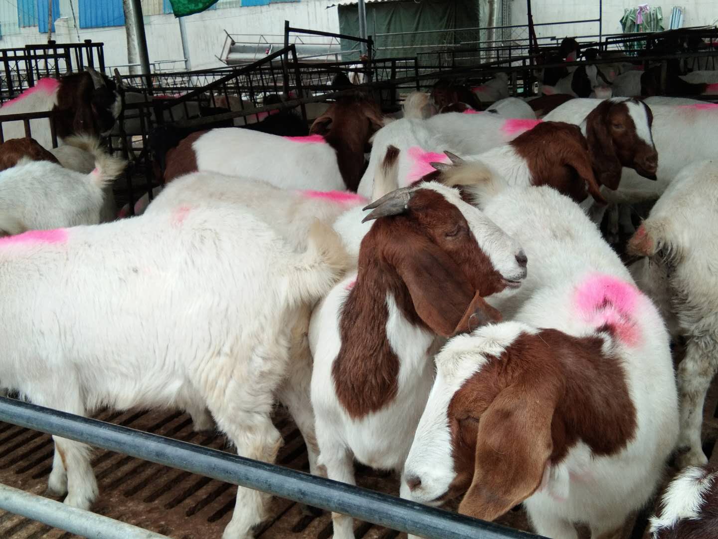 江苏波尔山羊种羊场图片