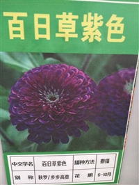 多花色百日草花籽货到付款