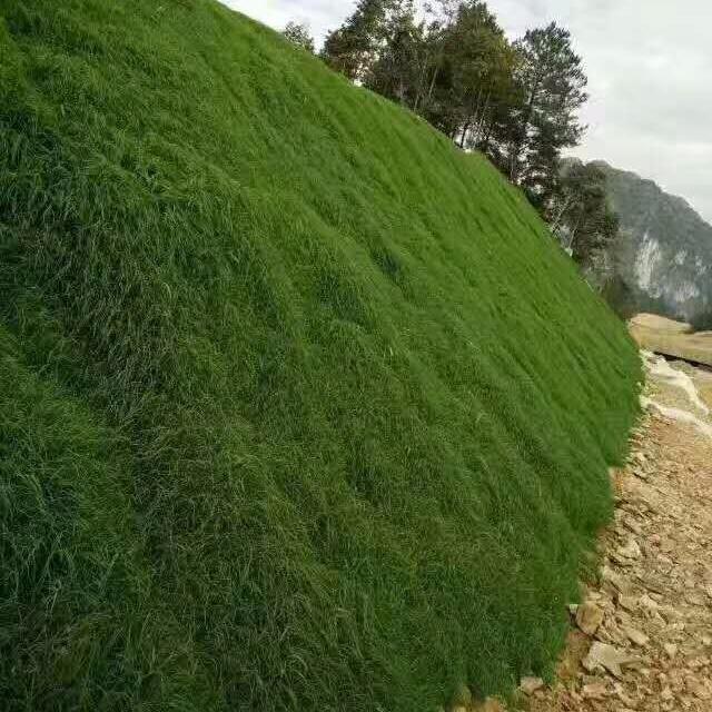 高羊茅种子 护坡高羊茅 矿山复绿专用种子 高羊茅种子批发