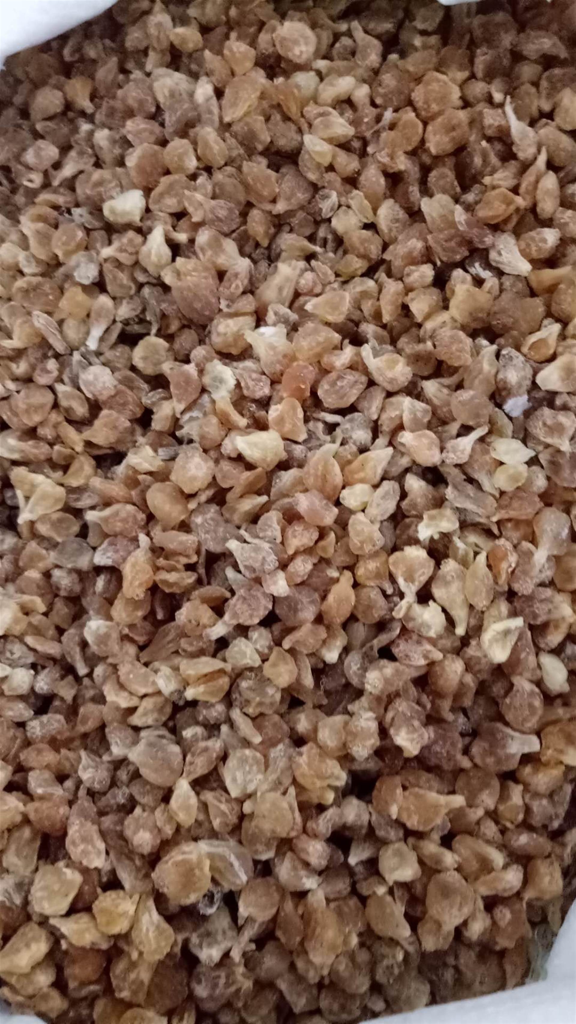 中药材批发甜瓜子