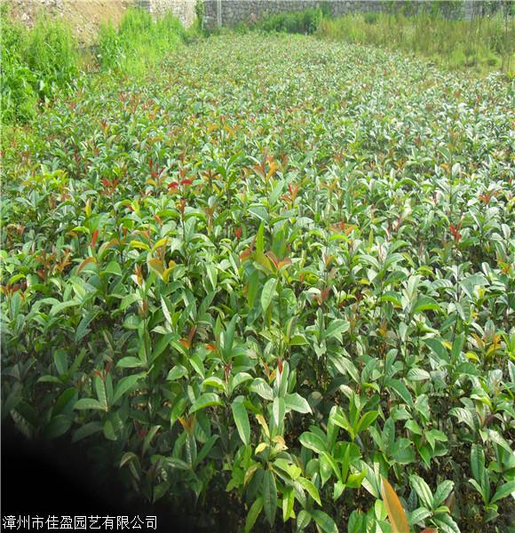 河南 八月桂小苗 桂花苗厂家 自家苗圃出售