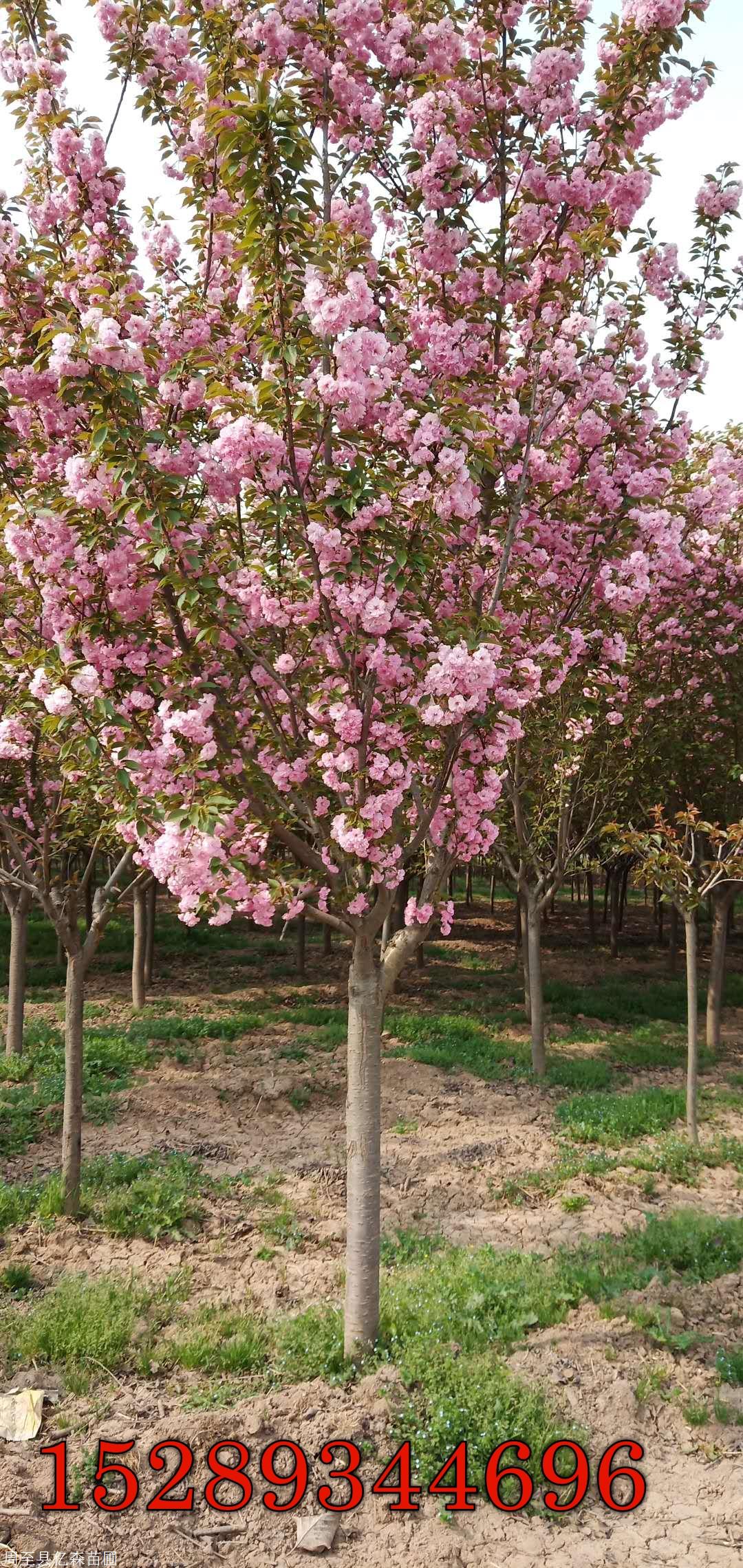 陕西樱花树 樱花树苗 陕西樱花苗1-10公分大量批发直销