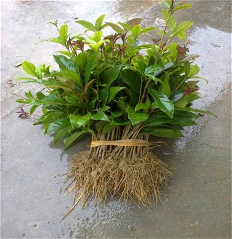 山东月月桂小苗出售桂花苗诚信经营