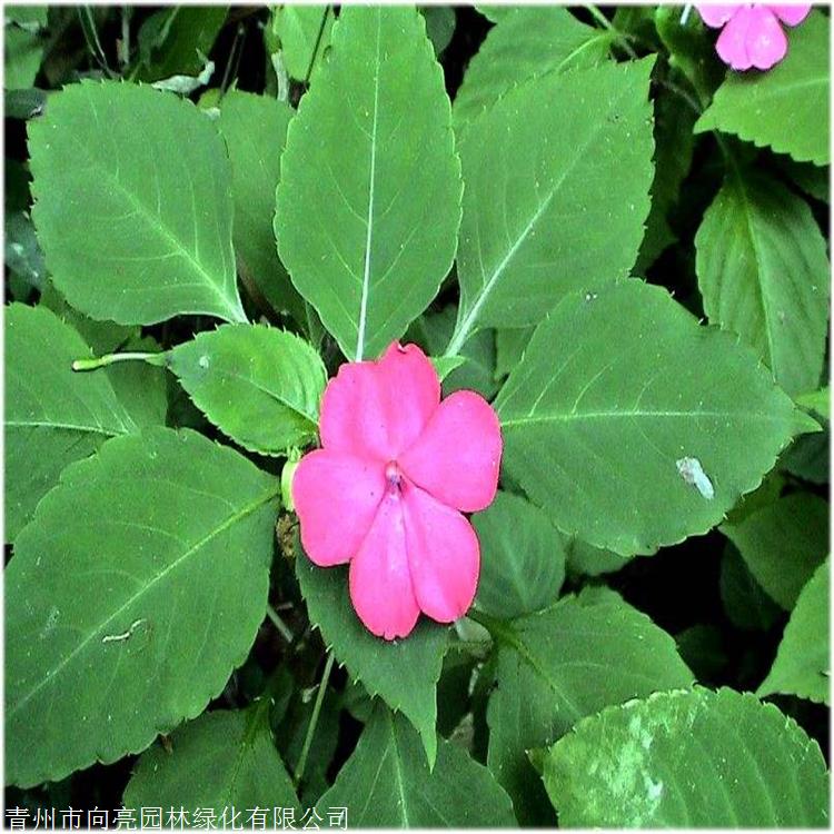 向亮園林25h草本鳳仙花鳳仙花直銷基地菏澤鳳仙花苗