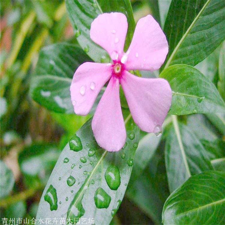 长春花苗 山合水花卉 基地量大 可全国配送