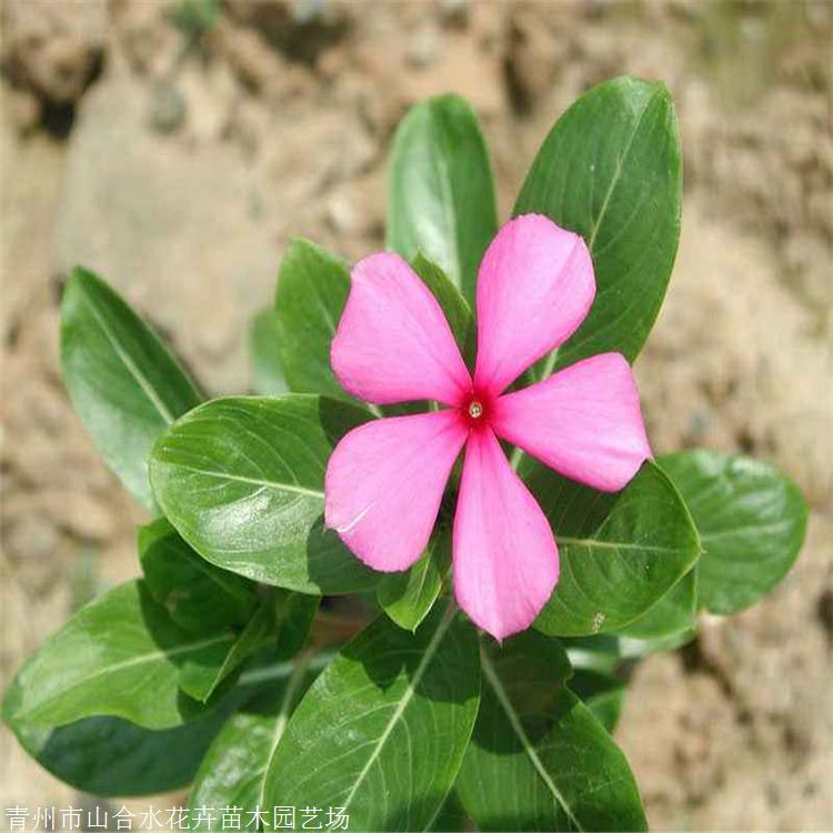 长春花苗 山合水花卉 基地量大 可全国配送