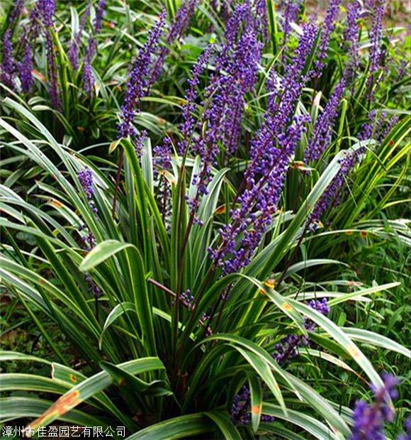 新疆沿阶草盆栽优质沿阶草供应自产自销大量现货