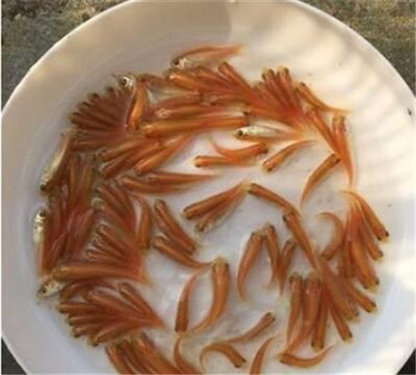 肇慶草魚苗 草魚苗繁殖 江西草魚苗價格