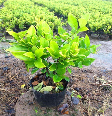 福建金森女贞盆栽金森女贞基地苗木供应商