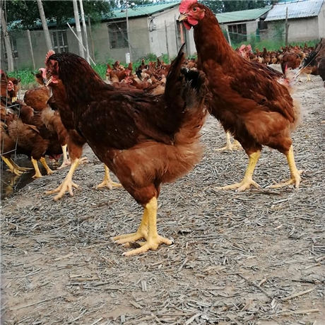 威海现货九斤红公鸡苗存活率高九斤红鸡苗