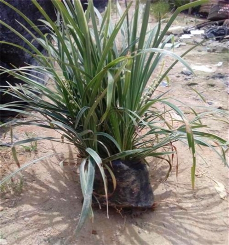 沿阶草盆栽安徽银边沿阶草诚信经营