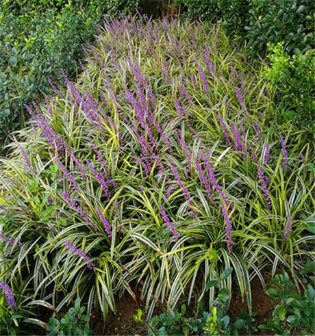 沿阶草盆栽安徽银边沿阶草诚信经营