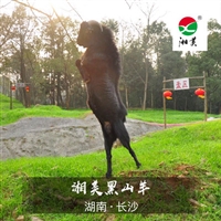 纯种努比亚黑山羊养殖基地  努比亚黑山羊