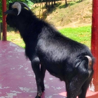 努比亚黑山羊种公羊图片  努比亚黑山羊种羊，湘美种公羊