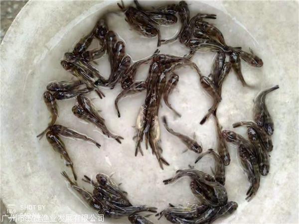 黄骨鱼苗 超雄黄颡鱼苗 全雄黄骨鱼苗批发公司