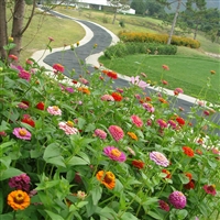 野花组合种子 混合花种 户外庭院花种 开花路边花卉