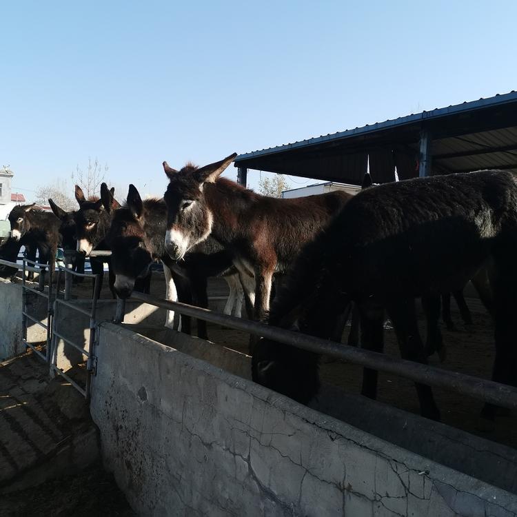 正凱小毛驢改良烏頭驢大型育肥肉驢駒