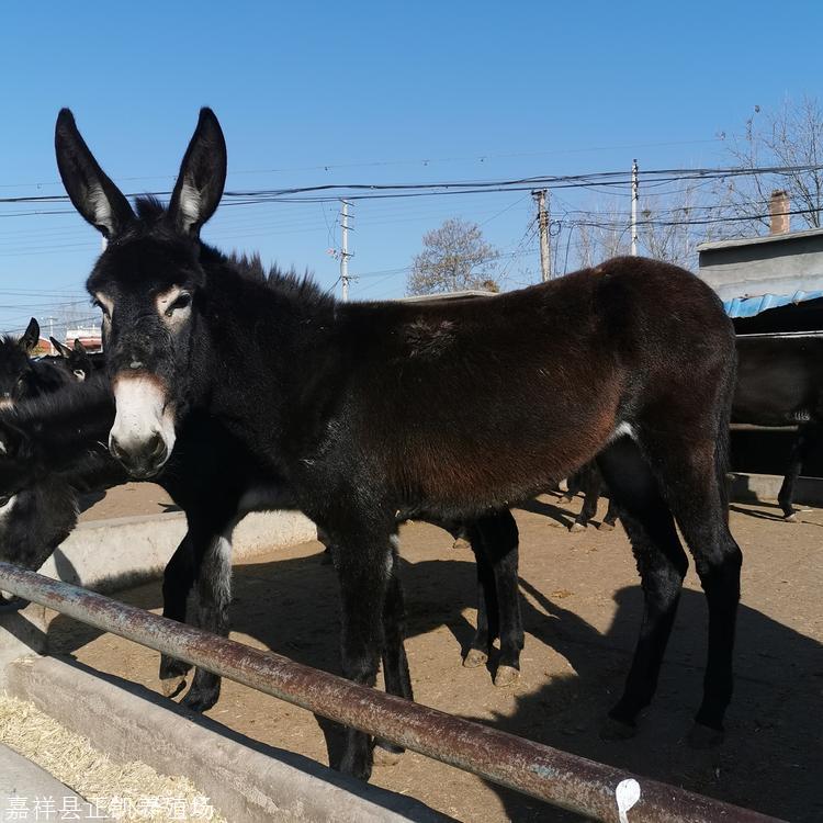 正凯 出售驴苗 厂家精品 出售一批德州驴 纯种品种