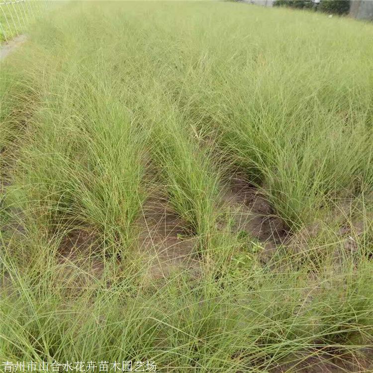 山合水花卉 細(xì)葉芒苗 德州細(xì)葉芒種苗 廠家細(xì)葉芒