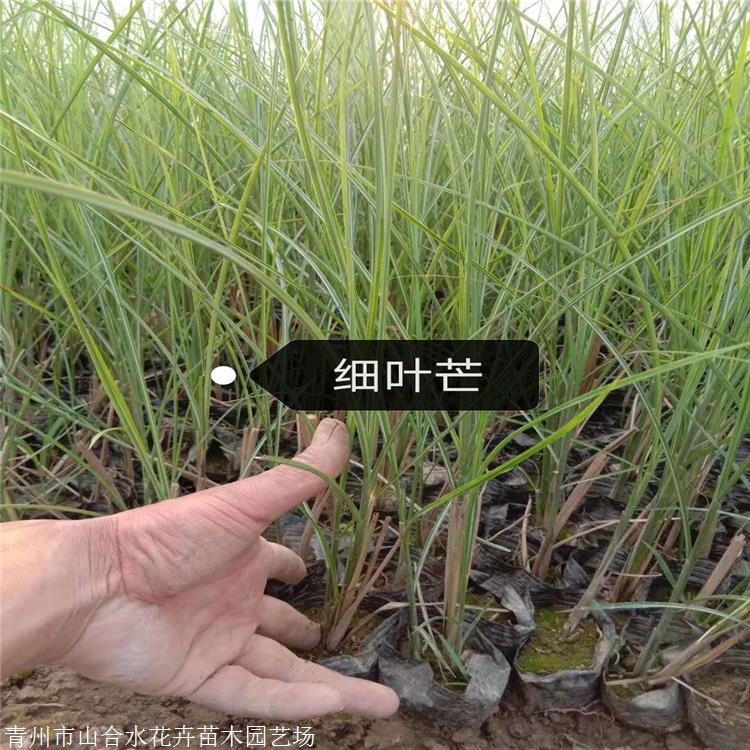 山合水花卉 細(xì)葉芒苗 德州細(xì)葉芒種苗 廠家細(xì)葉芒