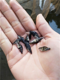 济南桂花鱼苗 特种淡水桂花鱼苗报价