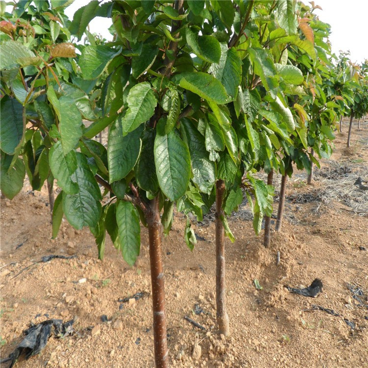 樱桃树苗 樱桃美早 樱桃布鲁克斯 红灯