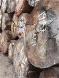 综合欢原木 综合欢寿材料 大径可挑 