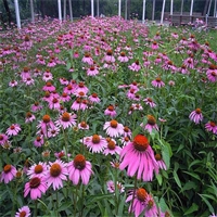 松果菊种子 松果菊种子批 景观花种松果菊种子 优质松果菊种子