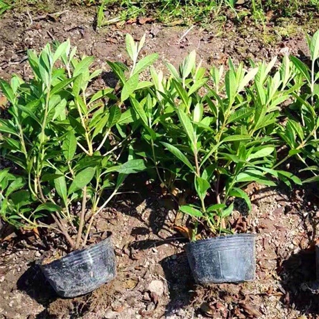 毛杜鹃小苗毛鹃花开艳丽各类规格春鹃苗有货