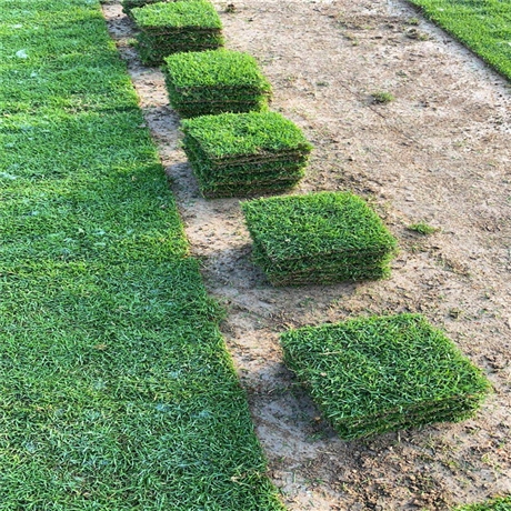 绿化江西草皮河道护坡江西赣州马尼拉草皮草皮基地生产优质货源